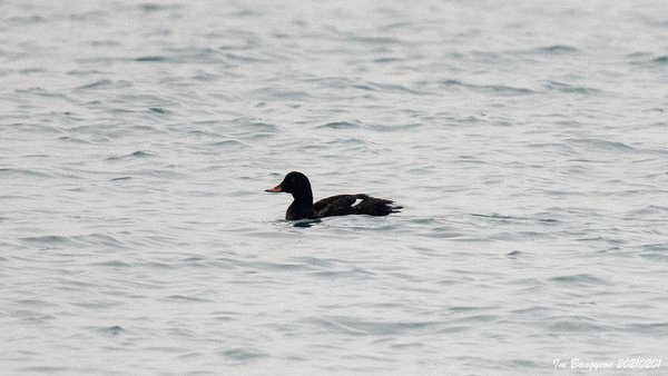 Velvet Scoter(검...